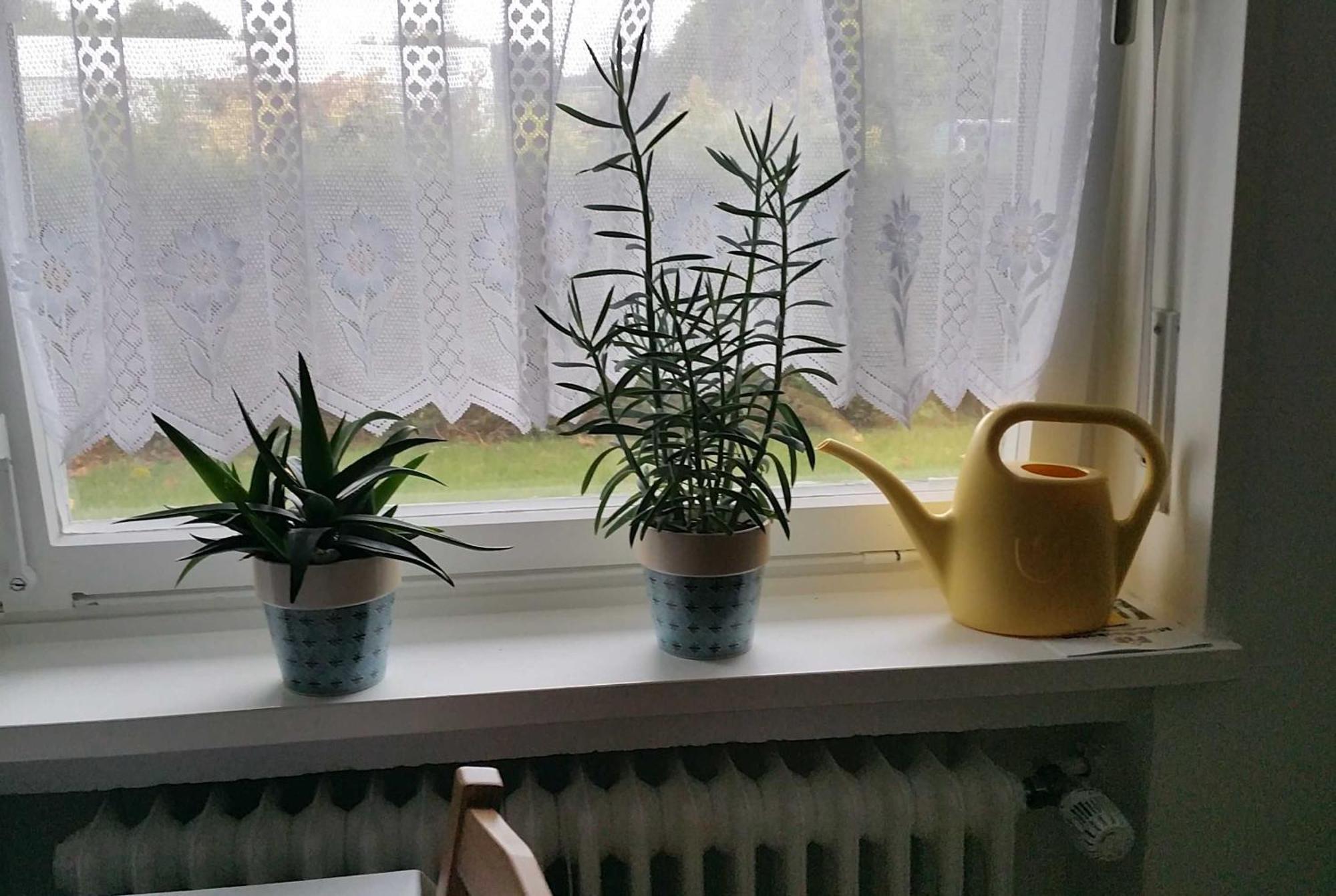 Ferienwohnung Rombachs Spatzennest Herbolzheim Esterno foto